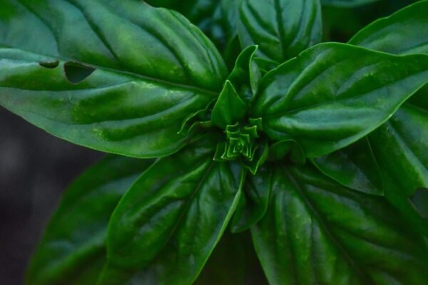 green plant in close green plant in close up photography